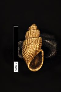 To ANSP Malacology Collection in GBIF (catalog no. 211890)