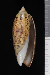 To ANSP Malacology Collection in GBIF (catalog no. 111759)