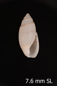 To ANSP Malacology Collection in GBIF (catalog no. 111788)