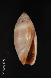 To ANSP Malacology Collection in GBIF (catalog no. 16006)