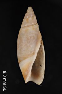 To ANSP Malacology Collection in GBIF (catalog no. 28946)