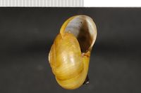 To ANSP Malacology Collection in GBIF (catalog no. 68743)