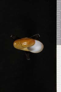 To ANSP Malacology Collection in GBIF (catalog no. 65733)