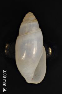 To ANSP Malacology Collection in GBIF (catalog no. 199584)