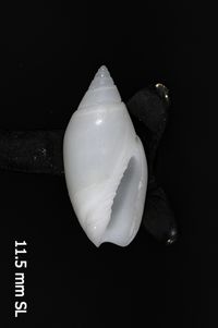 To ANSP Malacology Collection in GBIF (catalog no. 194587)