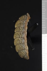 To ANSP Malacology Collection in GBIF (catalog no. 35964)