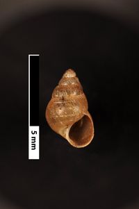 To ANSP Malacology Collection in GBIF (catalog no. 80966)