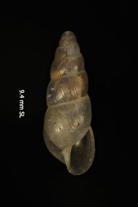 To ANSP Malacology Collection in GBIF (catalog no. 58326)