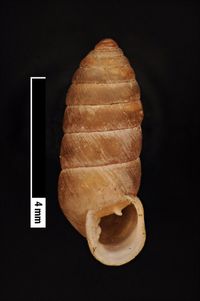 To ANSP Malacology Collection in GBIF (catalog no. 152896)