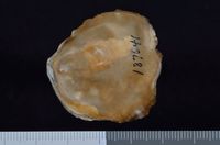 To ANSP Malacology Collection in GBIF (catalog no. 187641)