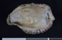 To ANSP Malacology Collection in GBIF (catalog no. 80448)