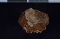 To ANSP Malacology Collection in GBIF (catalog no. 176689)