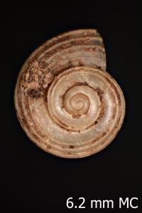 gbif image for Ostodes vitreus