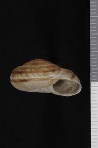 To ANSP Malacology Collection in GBIF (catalog no. 147014)