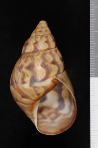 To ANSP Malacology Collection in GBIF (catalog no. 26097)