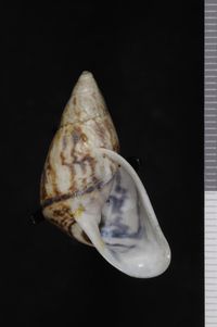 To ANSP Malacology Collection in GBIF (catalog no. 25741)
