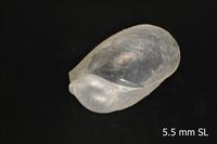 To ANSP Malacology Collection in GBIF (catalog no. 178894)