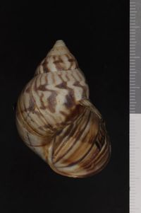 To ANSP Malacology Collection in GBIF (catalog no. 151136)