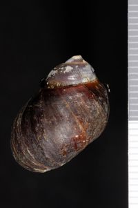 gbif image for Pachychilus moctezumensis