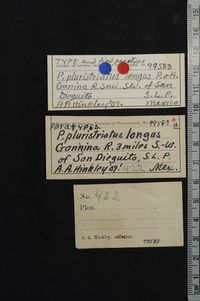 gbif image for Pachychilus pluristriatus