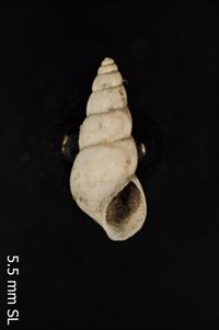 To ANSP Malacology Collection in GBIF (catalog no. 109422)
