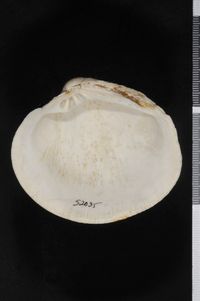 To ANSP Malacology Collection in GBIF (catalog no. 52035)