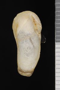 To ANSP Malacology Collection in GBIF (catalog no. 51004)