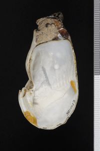 To ANSP Malacology Collection in GBIF (catalog no. 51012)