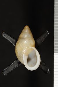 To ANSP Malacology Collection in GBIF (catalog no. 10119)