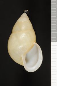 To ANSP Malacology Collection in GBIF (catalog no. 59510)