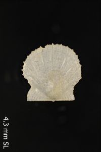 To ANSP Malacology Collection in GBIF (catalog no. 164850)