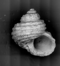 To ANSP Malacology Collection in GBIF (catalog no. 181313)