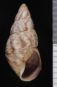 To ANSP Malacology Collection in GBIF (catalog no. 109052)