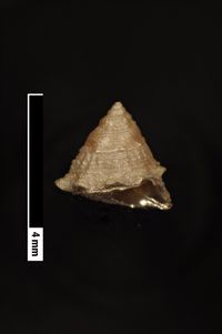 To ANSP Malacology Collection in GBIF (catalog no. 18868)