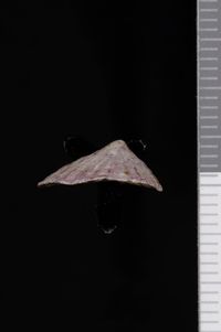 To ANSP Malacology Collection in GBIF (catalog no. 80536)