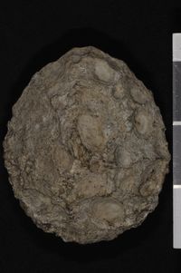 To ANSP Malacology Collection in GBIF (catalog no. 65103)