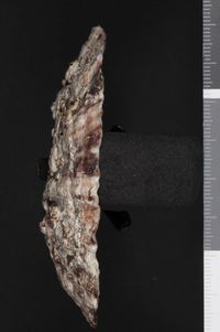 To ANSP Malacology Collection in GBIF (catalog no. 98023)