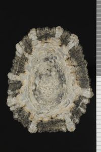 To ANSP Malacology Collection in GBIF (catalog no. 50087)