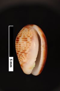 To ANSP Malacology Collection in GBIF (catalog no. 155338)