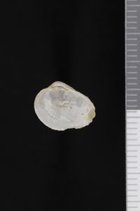 To ANSP Malacology Collection in GBIF (catalog no. 10130)