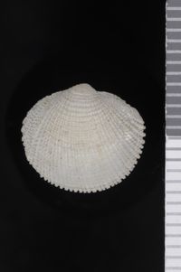 To ANSP Malacology Collection in GBIF (catalog no. 54357)