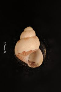 To ANSP Malacology Collection in GBIF (catalog no. 37815)