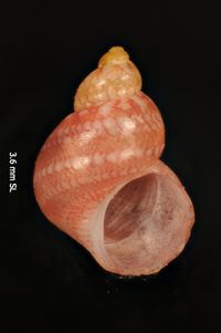 To ANSP Malacology Collection in GBIF (catalog no. 70950)