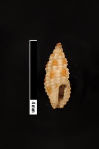 To ANSP Malacology Collection in GBIF (catalog no. 48693)