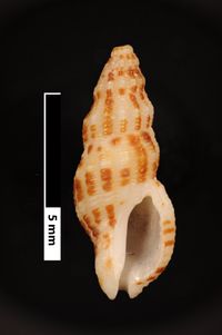 To ANSP Malacology Collection in GBIF (catalog no. 86288)