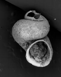 To ANSP Malacology Collection in GBIF (catalog no. 359086)