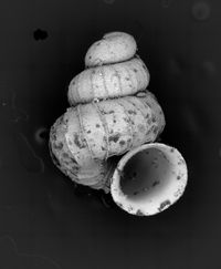 To ANSP Malacology Collection in GBIF (catalog no. 359088)