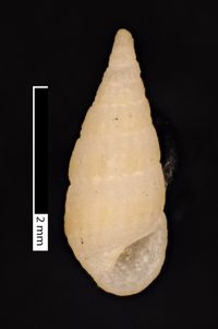 To ANSP Malacology Collection in GBIF (catalog no. 19241)