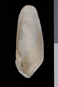 To ANSP Malacology Collection in GBIF (catalog no. 71329)