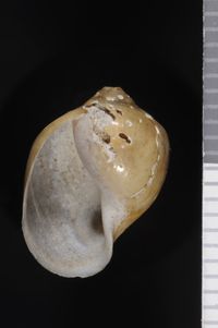 To ANSP Malacology Collection in GBIF (catalog no. 20895)